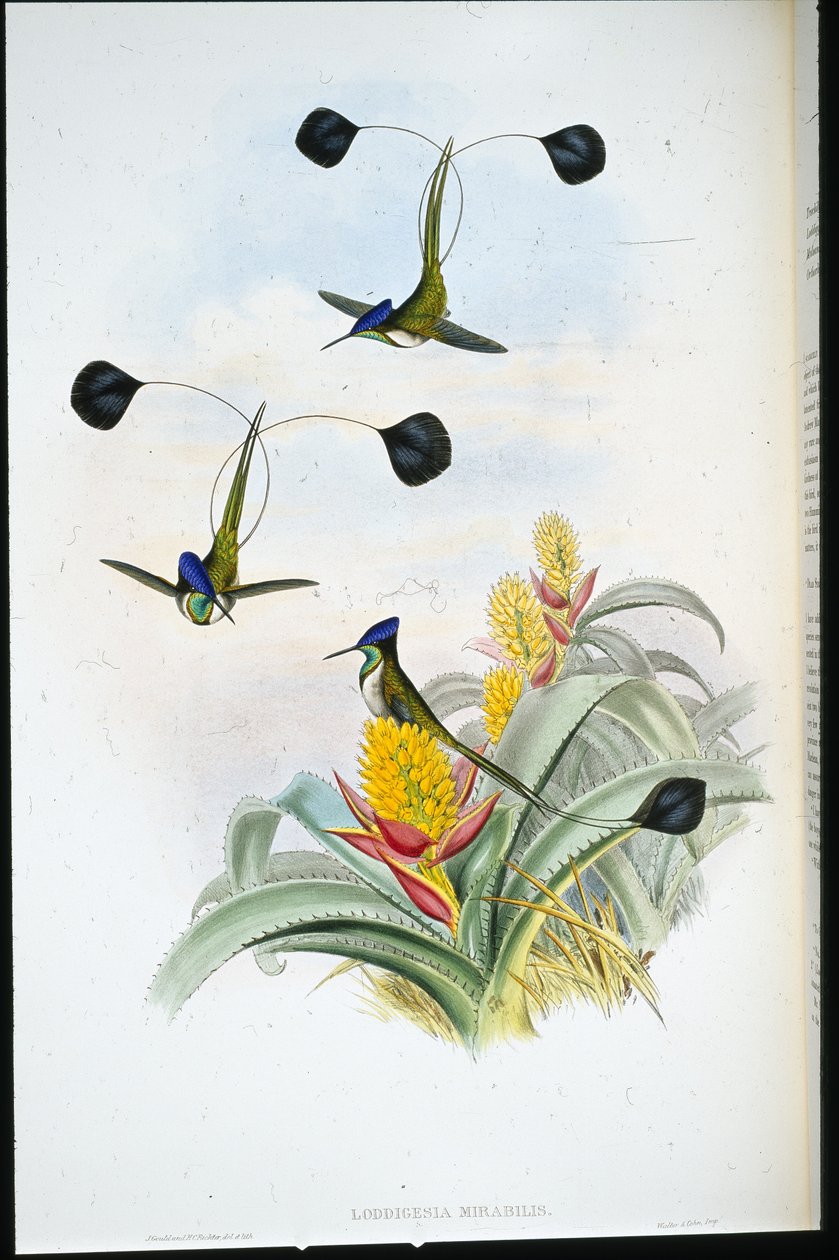 Cudowny Koliber (Loddigesia Mirabilis) (ręcznie barwiony litho) autorstwa John (after) Gould