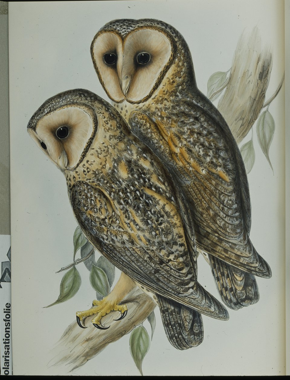 Barczatka zamaskowana (Strix Personata) (litografia ręcznie kolorowana) autorstwa John (after) Gould