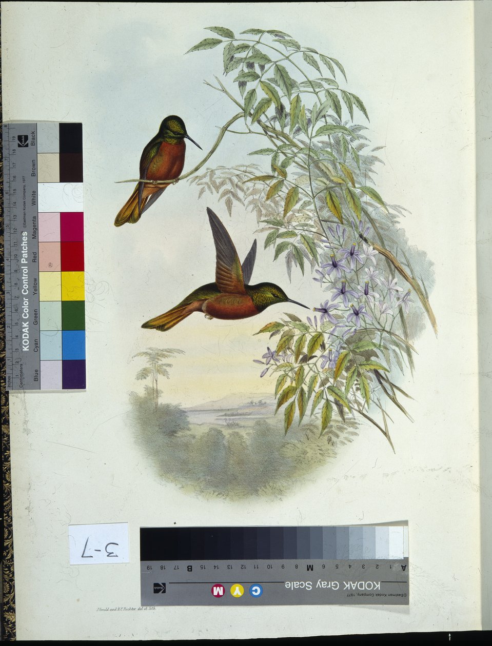 Panoplity Mateusza (lito ręcznie kolorowane) autorstwa John (after) Gould