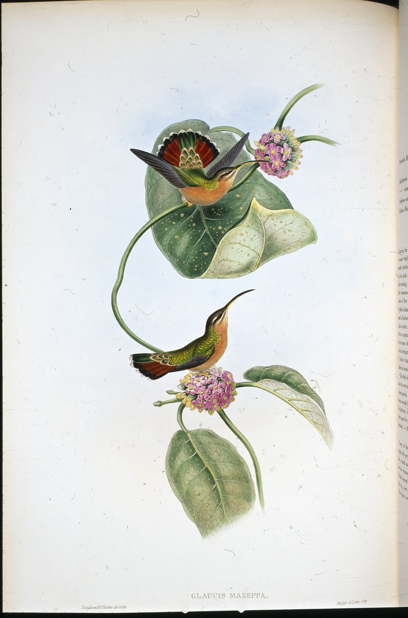 Mazeppa Pustelnik (Glaucis Mazeppa) (ręcznie barwiony litho) autorstwa John (after) Gould
