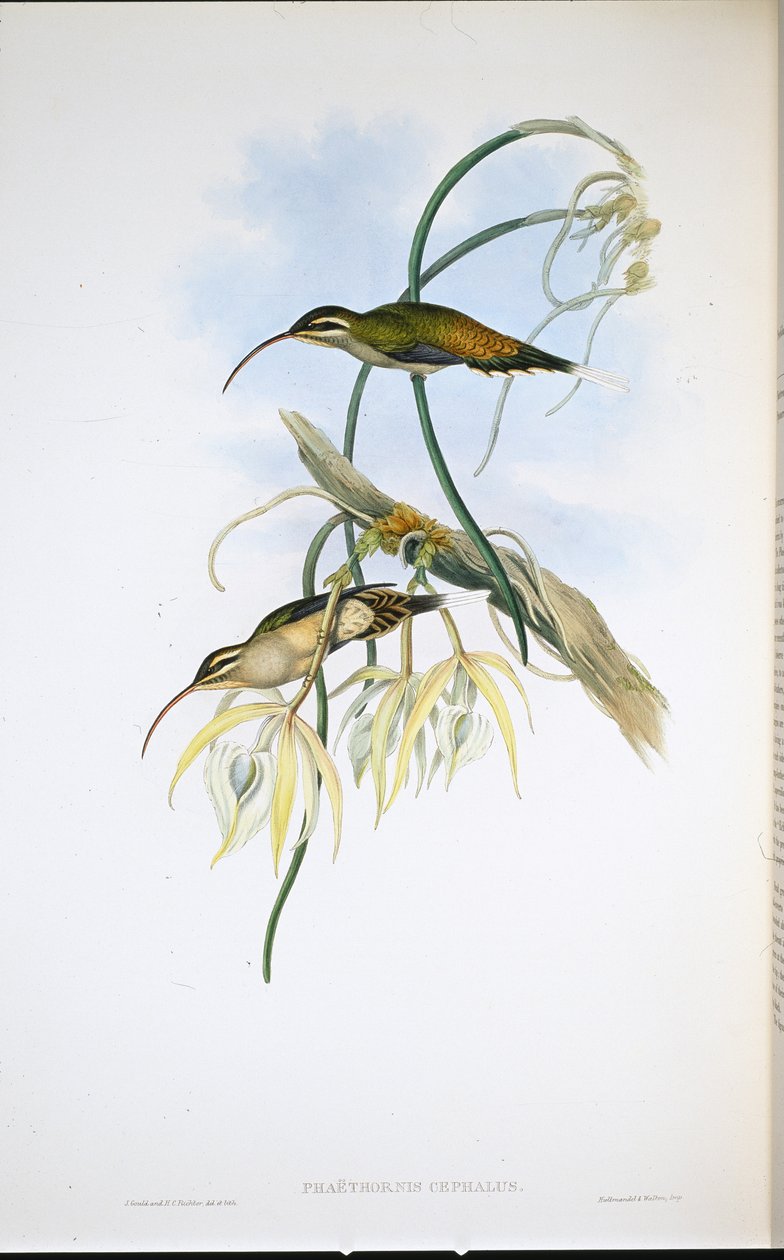 Meksykański pustelnik (Phaethornis Cephalus) (ręcznie barwiony lito) autorstwa John (after) Gould
