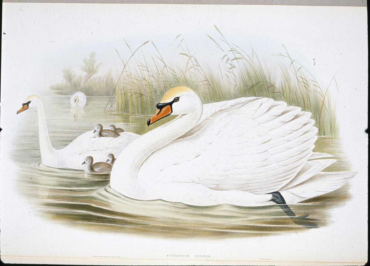 Łabędź Niemy (Cygnus Olor) (członkowie ręcznie kolorowani) autorstwa John (after) Gould