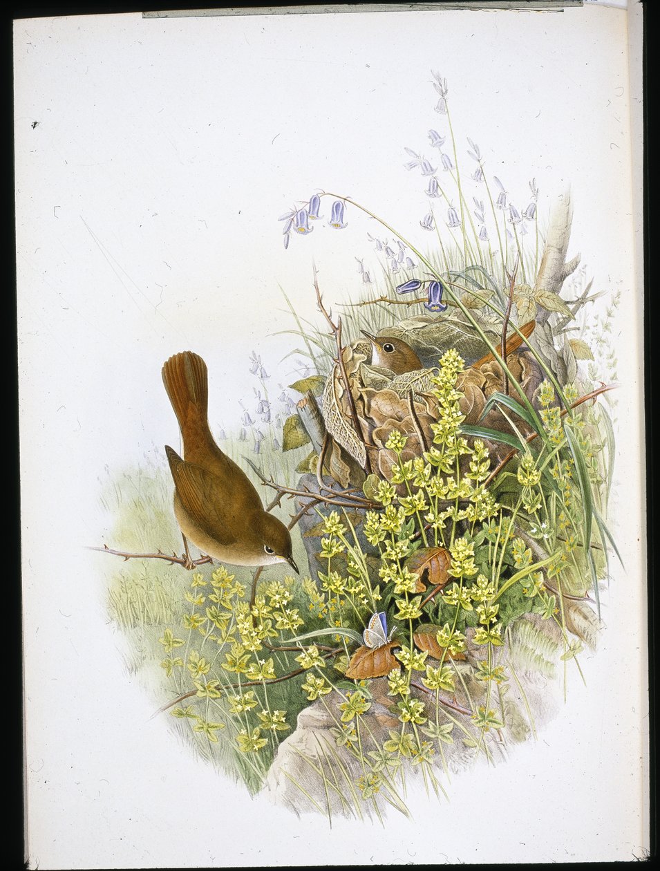 Nightingale (lito ręcznie kolorowane) autorstwa John (after) Gould