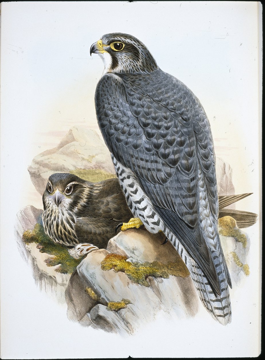 Norweski lub Gyrfalcon Falcon (Falco Gyrfalco) (lito ręcznie kolorowane) autorstwa John (after) Gould