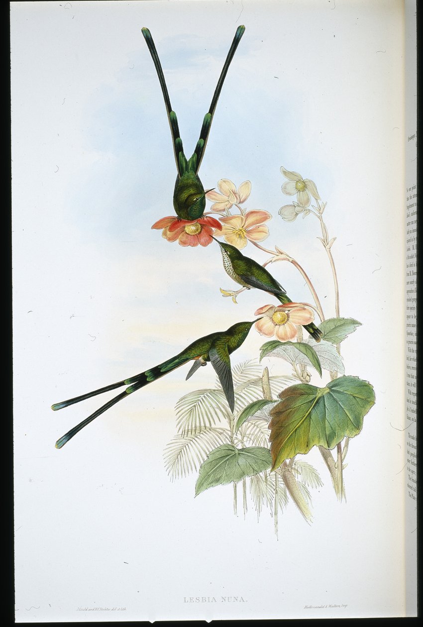Nouna-koaliI (Lesbia Nuna) (lito ręcznie kolorowane) autorstwa John (after) Gould