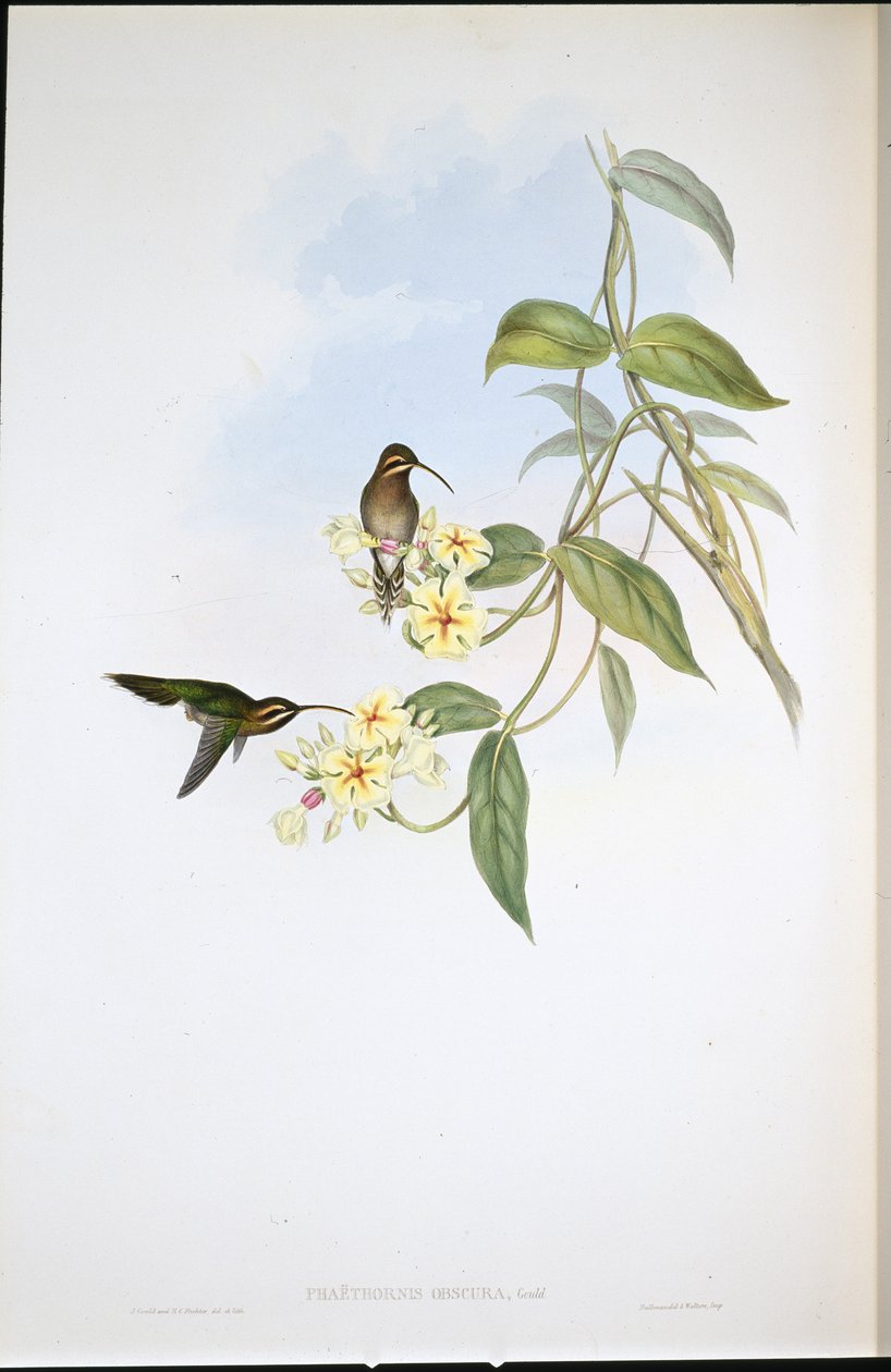 Mroczny Pustelnik (Phaethornis Obscura) (ręcznie barwiony lito) autorstwa John (after) Gould