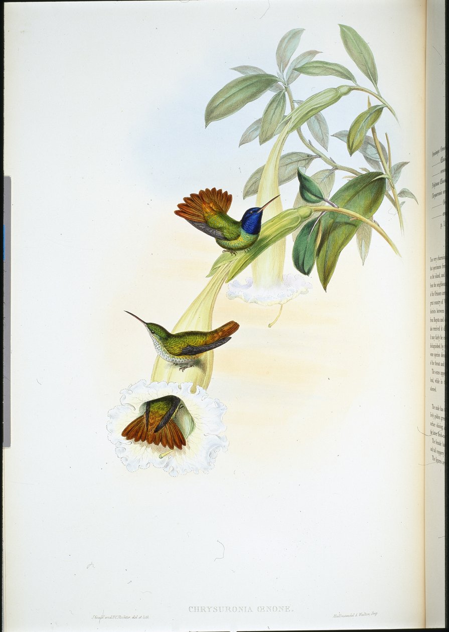 Oenone Koliber (Chrysuronia oenone) (ręcznie barwiony litho) autorstwa John (after) Gould