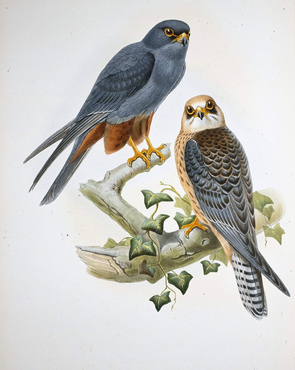 Pomarańczowonogi Hobby (Erythropus Vespertinus) (ręcznie barwiony litho) autorstwa John (after) Gould