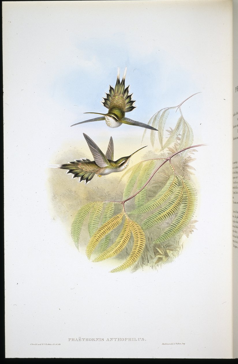 Ślubny pustelnik (Phalethornis anthophilis) (ręcznie grzebany lito) autorstwa John (after) Gould
