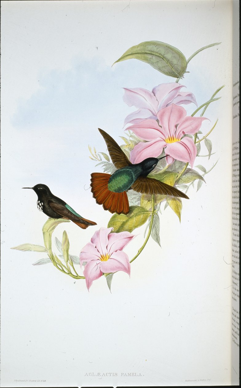 Promień słońca Pameli (Aglaeactis Pamela) (ręcznie barwiony litho) autorstwa John (after) Gould