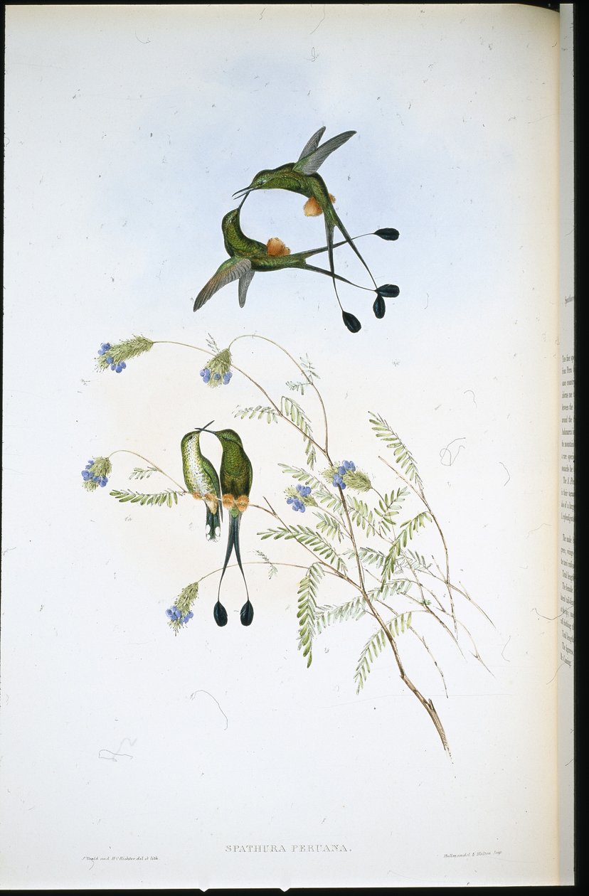 Rakieta peruwiańska (Spathura Peruana) (lito ręcznie kolorowane) autorstwa John (after) Gould