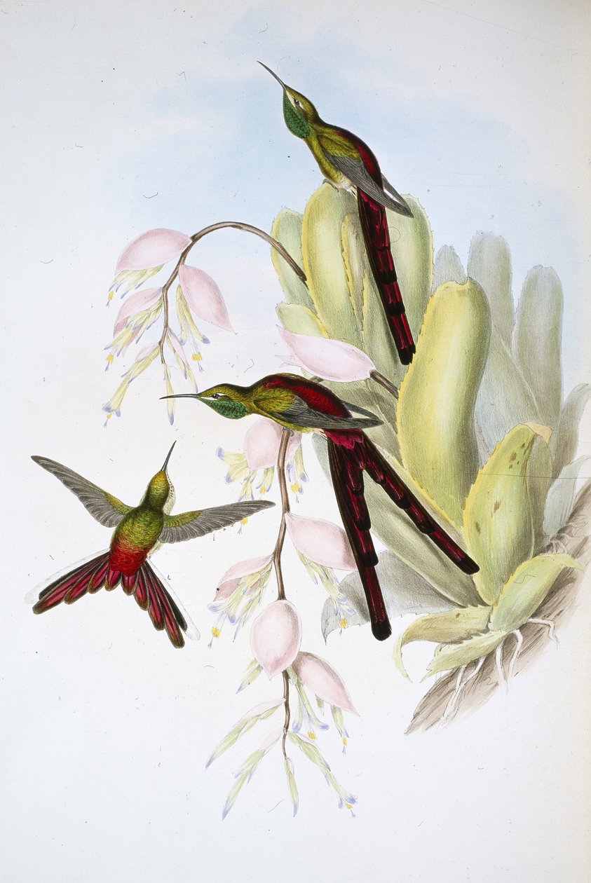 Kometa Phaona (Cometes Phaon) (ręcznie kolorowana lito) autorstwa John (after) Gould