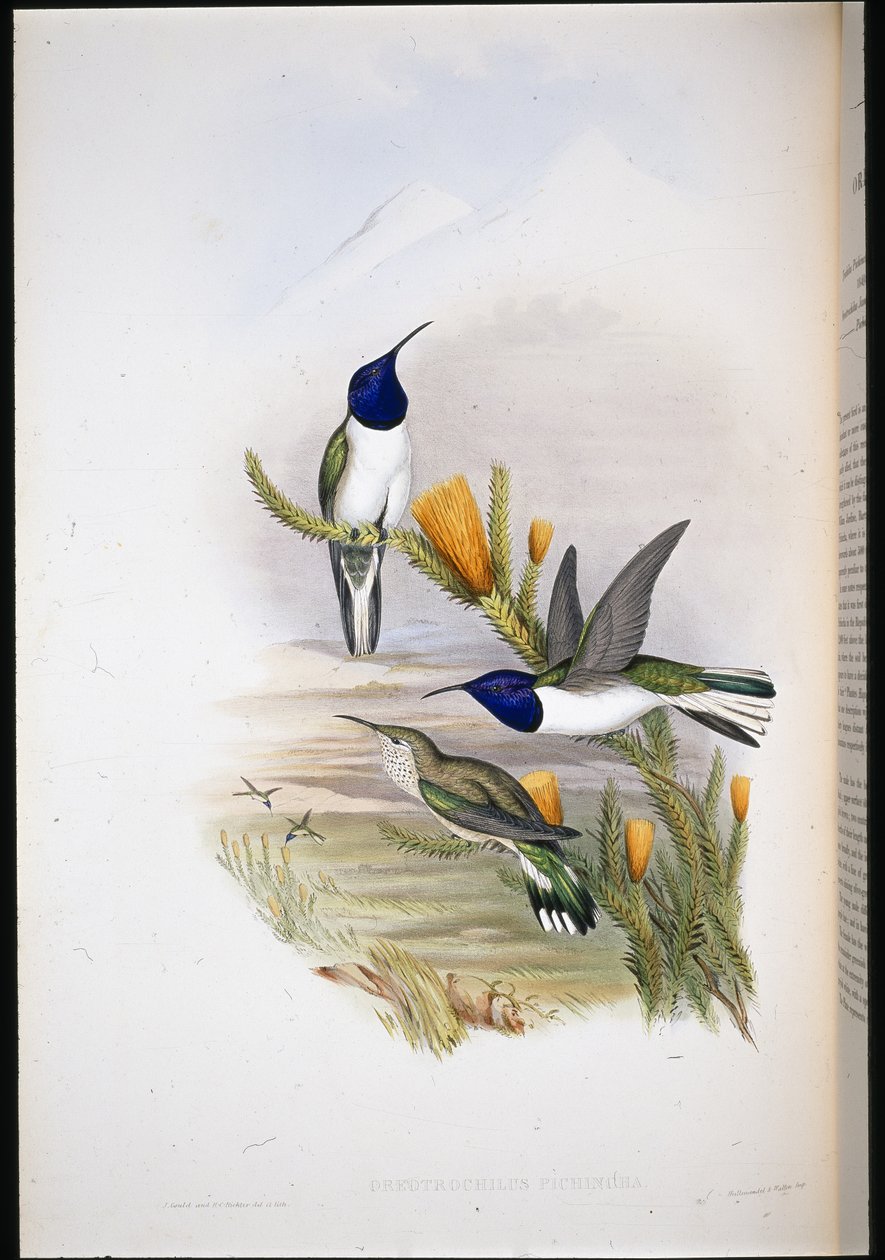 Pichinchian Hill-star (Oreotrochilus Pichincha) (lito ręcznie kolorowane) autorstwa John (after) Gould