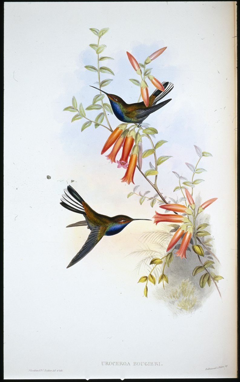 Koliber żałobny (Urochroa Bougieri) (lito ręcznie kolorowane) autorstwa John (after) Gould