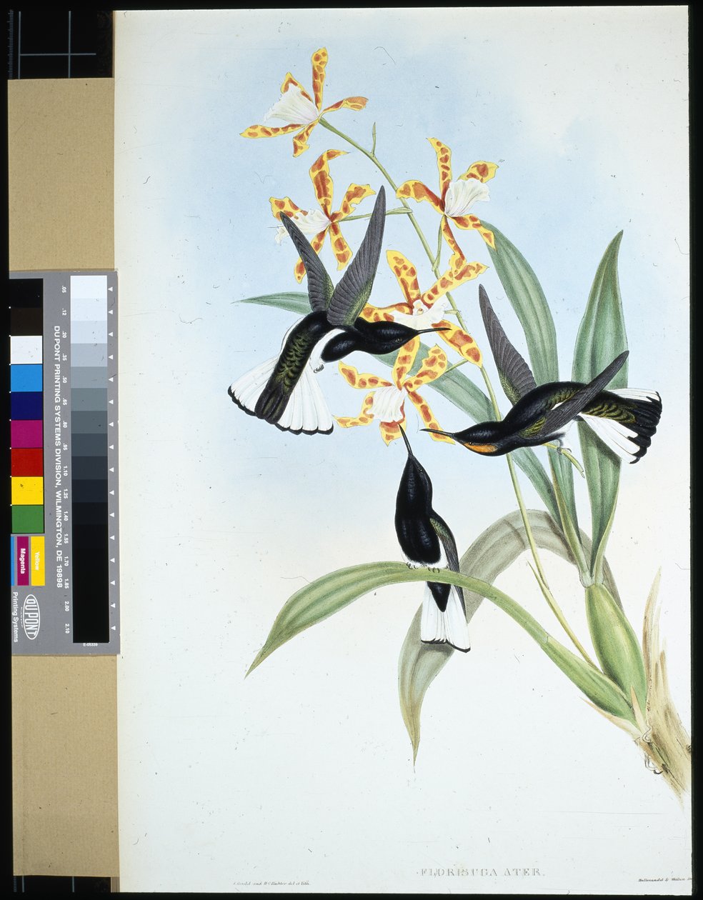 Srokaty Jakobin (florisuga ater) (ręcznie barwiony lito) autorstwa John (after) Gould
