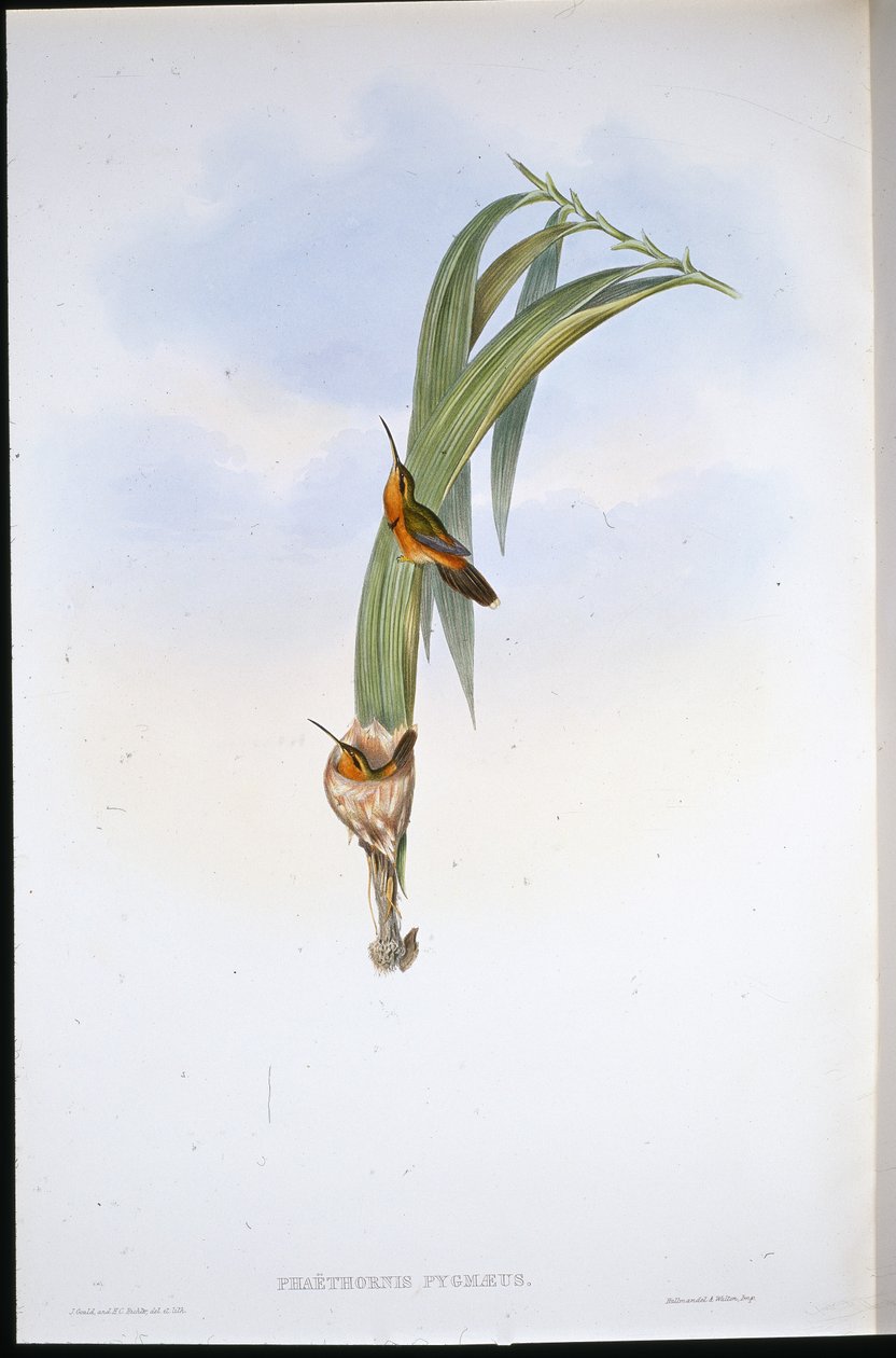 Pigmy Pustelnik (Phaethornis Pygmaeus) (ręcznie barwiony lito) autorstwa John (after) Gould