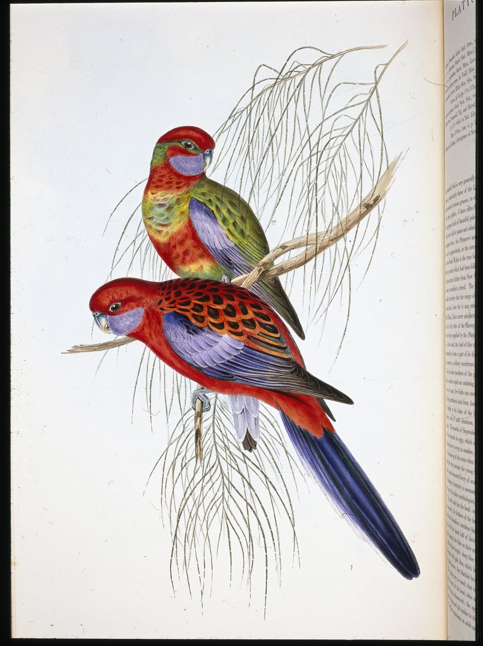 Platycercus pennantii (lito ręcznie kolorowane) autorstwa John (after) Gould