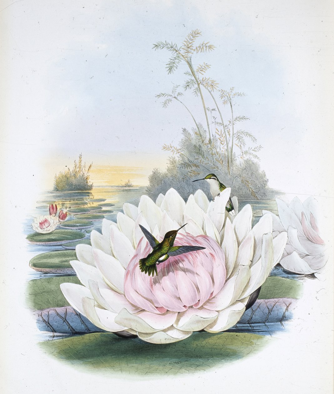 Szmaragd Poortmana (chlorostilbon Portmanni) powinien być (chlorostilbon Poortmanni) (ręcznie barwiony lito) autorstwa John (after) Gould