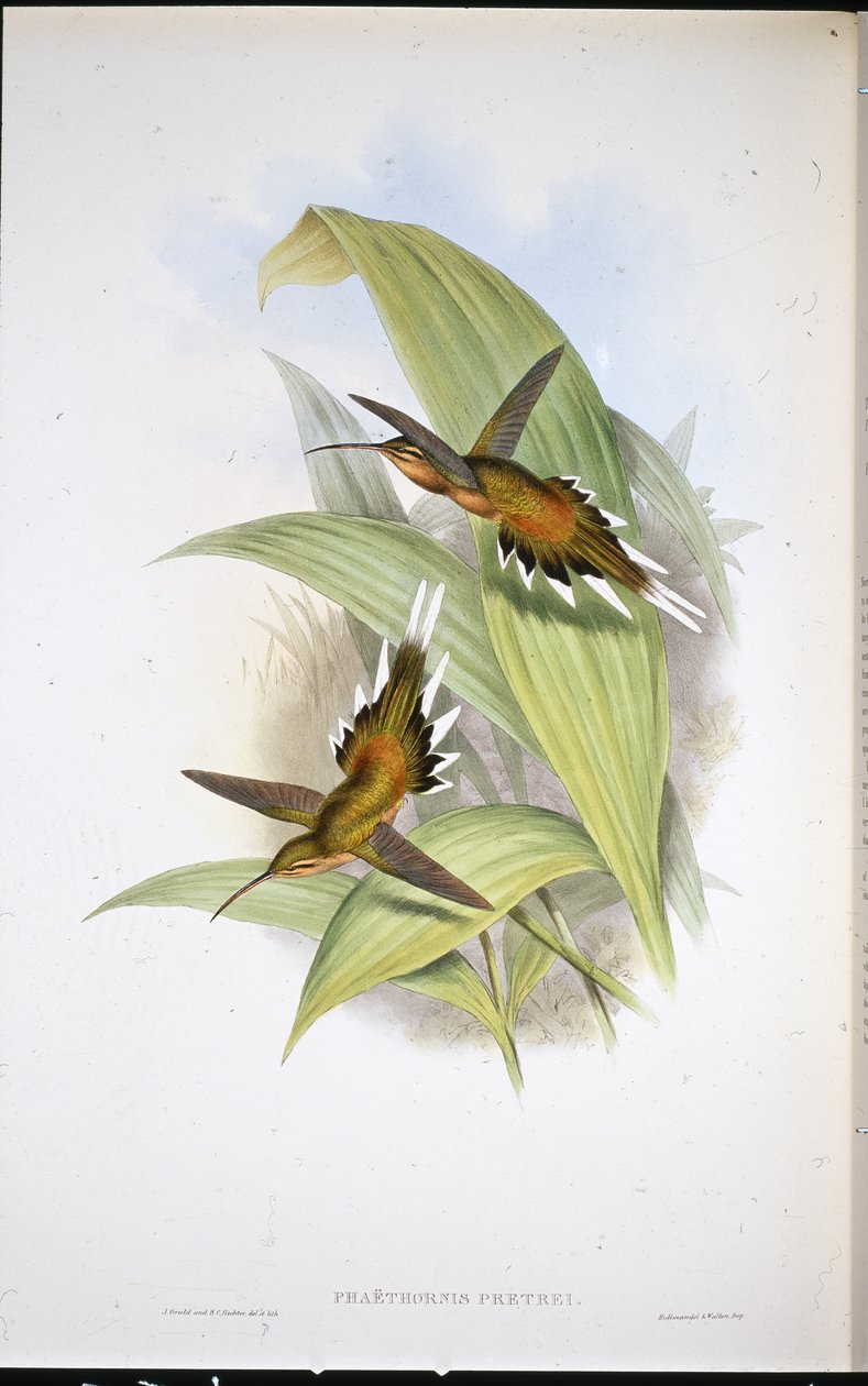 Pustelnik Pretre (Phaethornis Pretrei) (ręcznie barwiony lito) autorstwa John (after) Gould