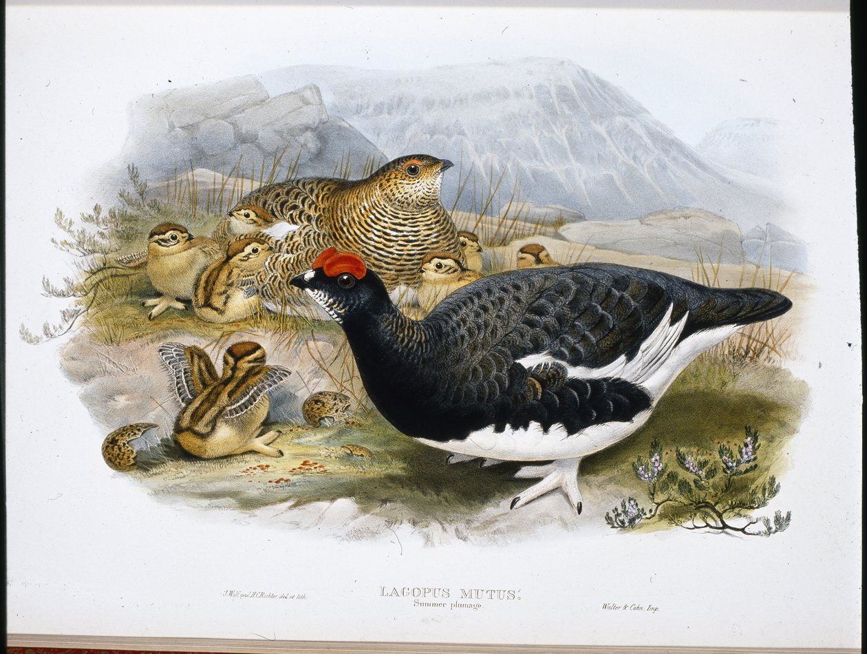 Pardwa (Letnie upierzenie) (Lagopus Mutus) (zdjęcie ręcznie kolorowane) autorstwa John (after) Gould