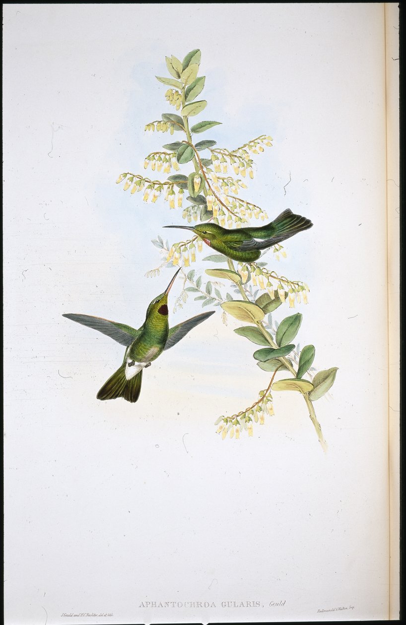 Koliber pchłogardły (Aphantochroa Gularis) (ręcznie ubarwione kończyny) autorstwa John (after) Gould