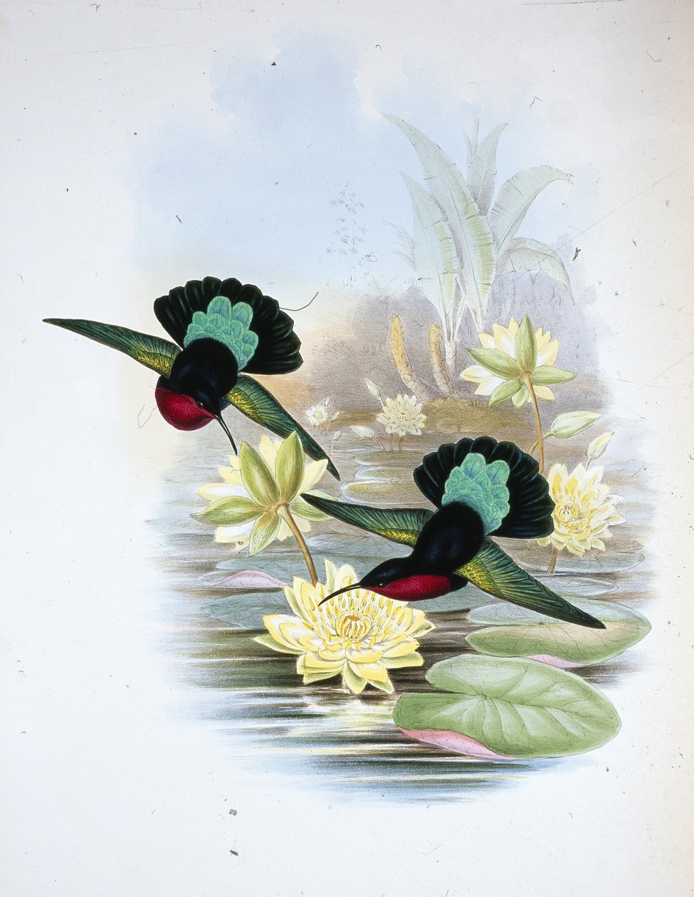 Carib purpurowopierśny (Eulampis Jugularis) (ręcznie barwiony litho) autorstwa John (after) Gould