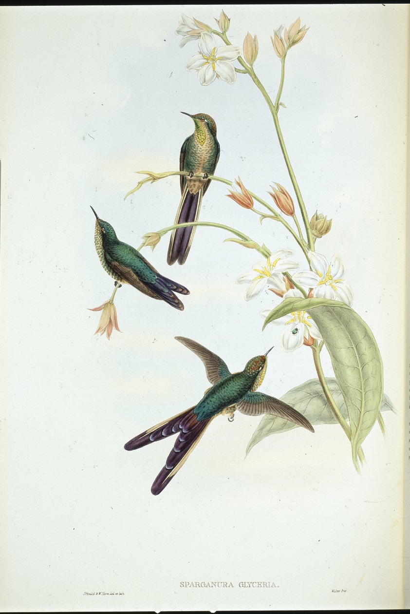 Koliber kometa purpurowoogoniasta (Sparganura Glyceria) (ręcznie barwiony litho) autorstwa John (after) Gould