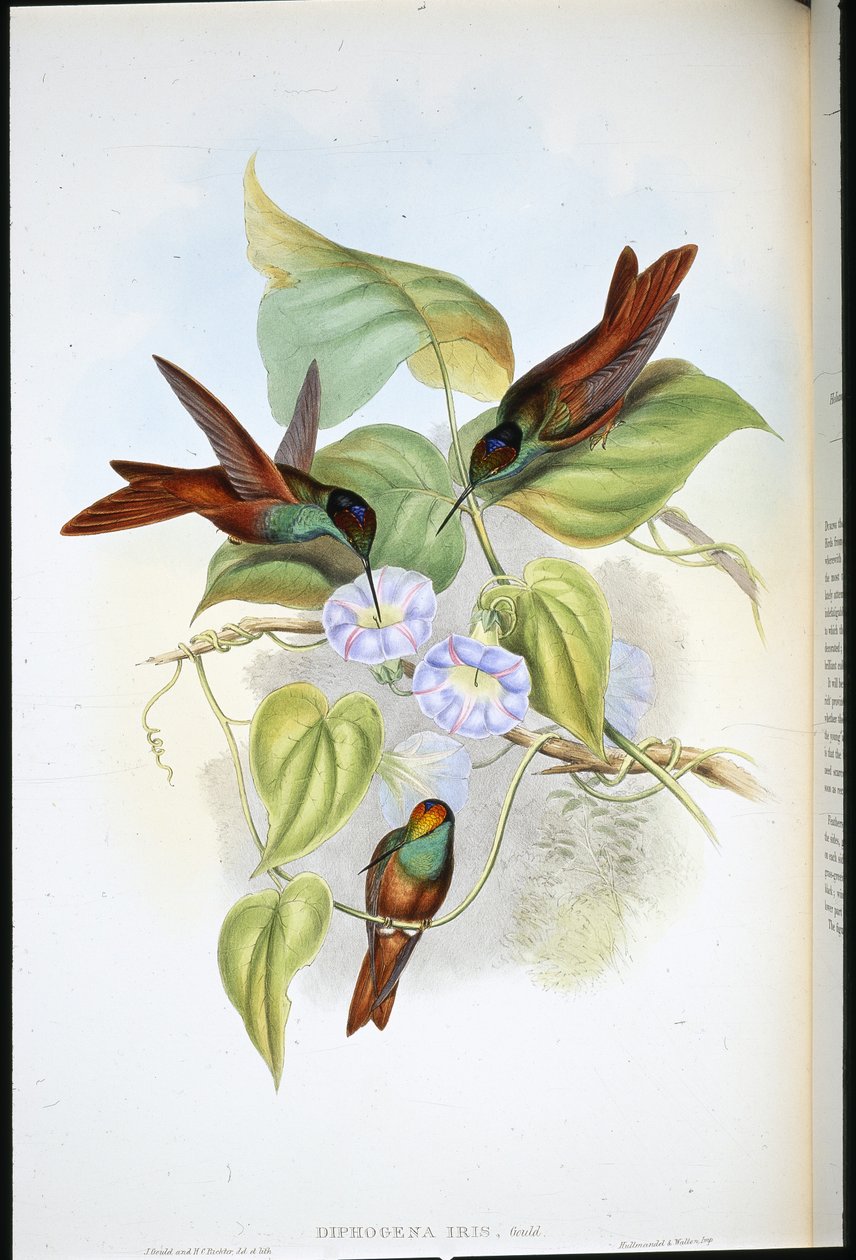 Tęcza (Diphogena Iris) (lito ręcznie kolorowane) autorstwa John (after) Gould
