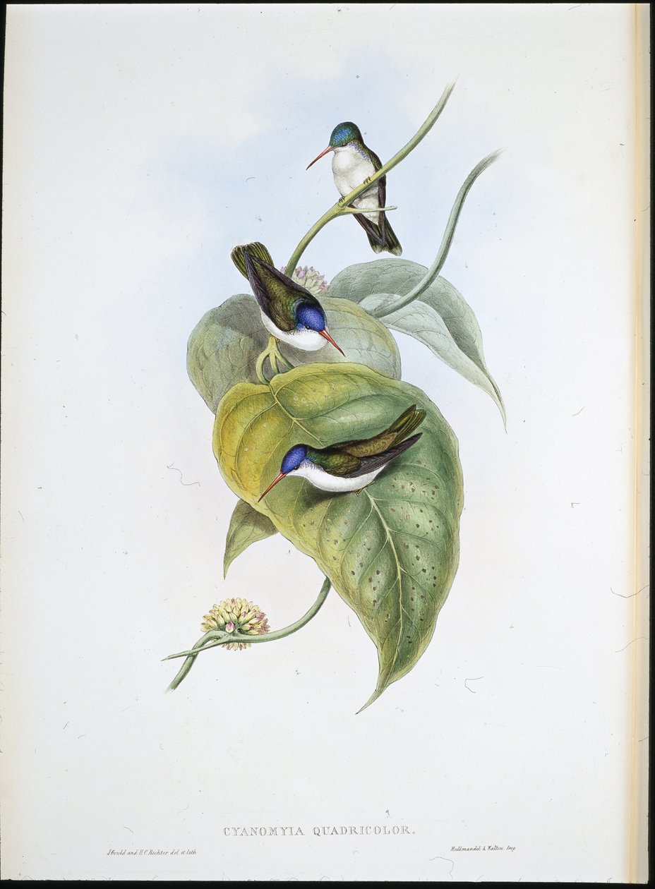 Błękitnodzioby (Cyanomyia Quadricolor) (ręcznie barwiony litho) autorstwa John (after) Gould
