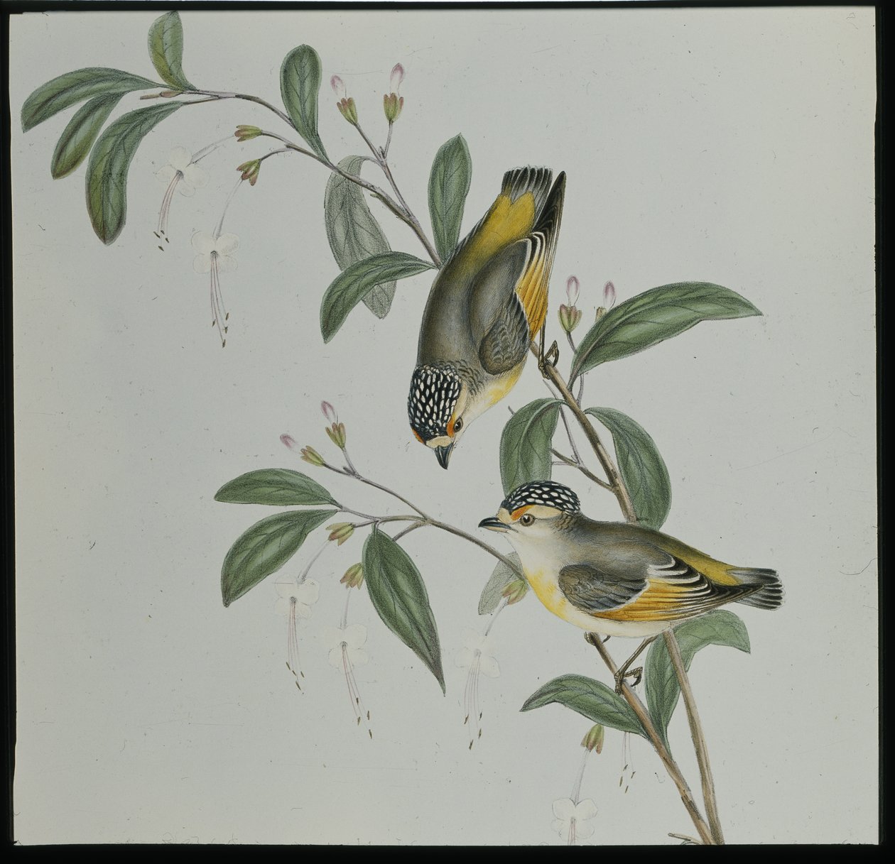 Pardalote czerwonolistny (pardalotus rubricatus) (ręcznie barwiony lito) autorstwa John (after) Gould