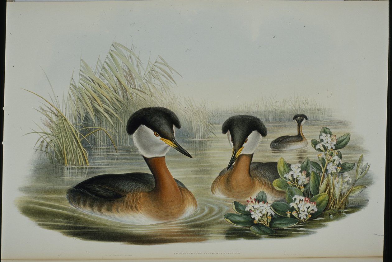 perkoz rdzawoszyi (Podiceps Rubricollis) (ręcznie barwiony litho) autorstwa John (after) Gould