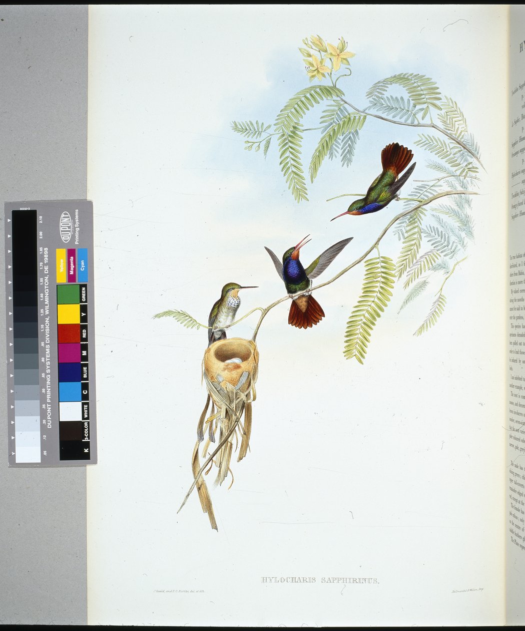 Szafir czerwonogardły (hylocharis sapphirinus) (ręcznie barwiony litho) autorstwa John (after) Gould