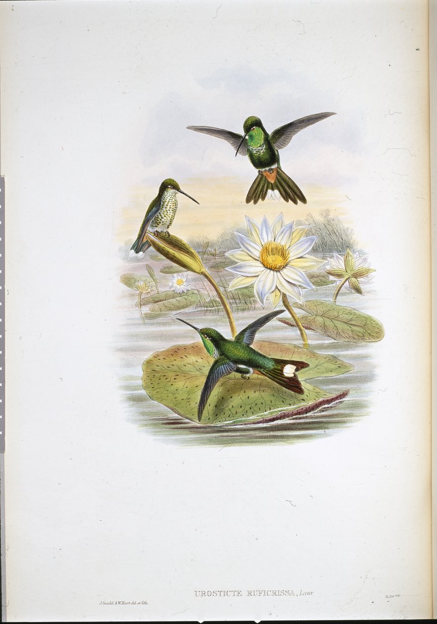 Czerwonowentylowany koliber z białą końcówką (Urosticte Ruficrissa) (ręcznie barwiony litho) autorstwa John (after) Gould