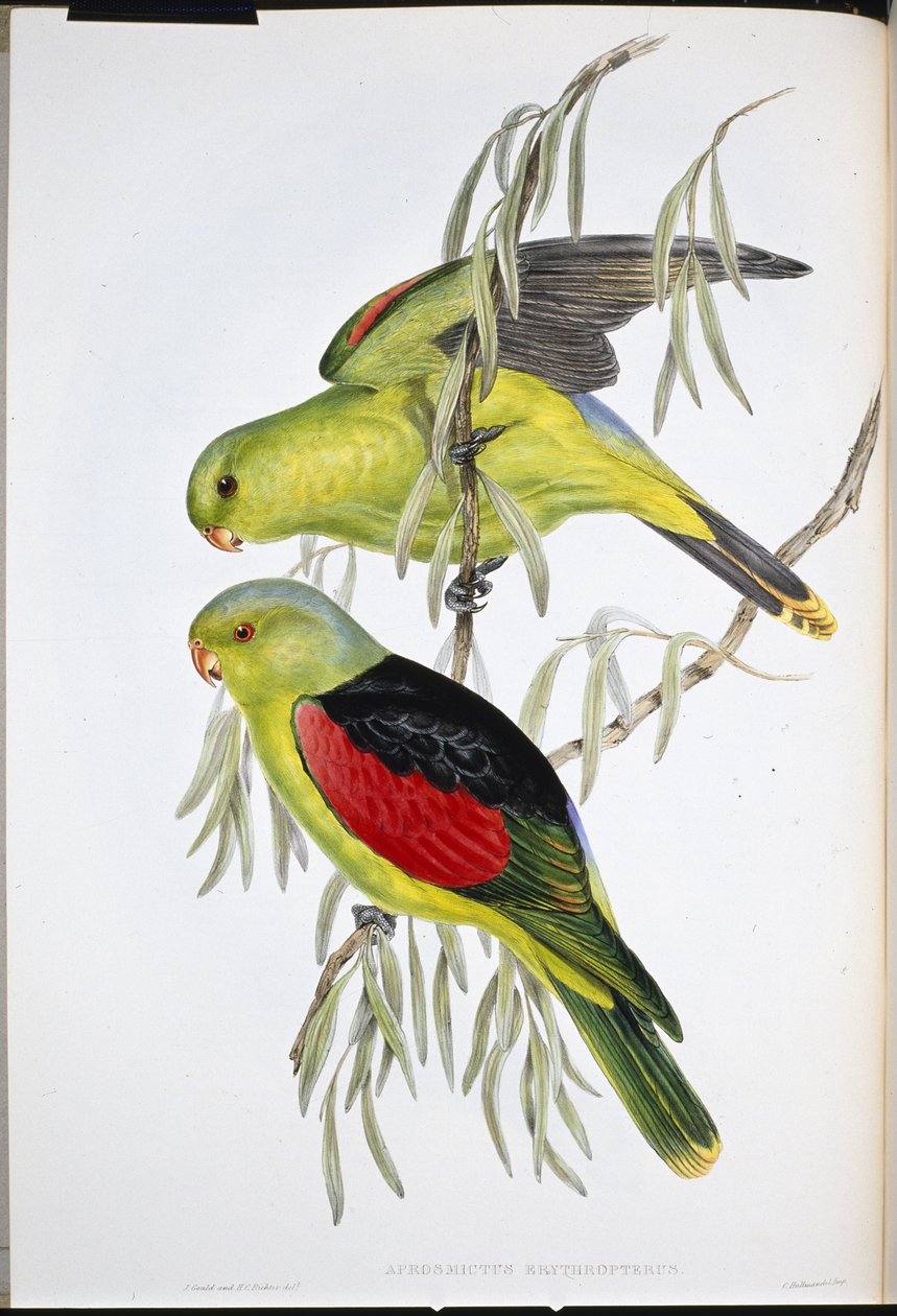 Lory czerwonoskrzydłe (Aprosmictus Erythropterus) (lito ręcznie kolorowane) autorstwa John (after) Gould
