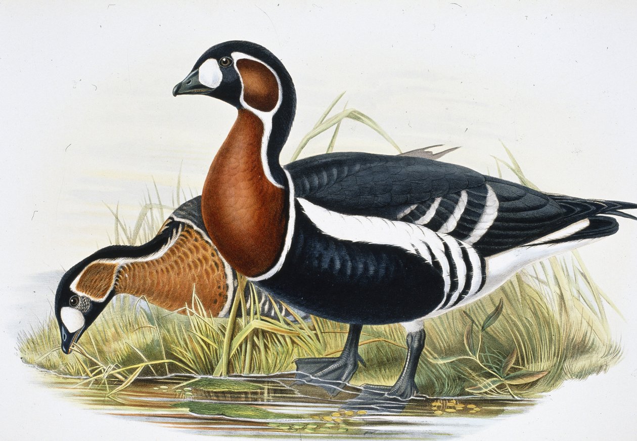 Gęś czerwona (Bernicla Ruficollis (ręcznie barwiona litho) autorstwa John (after) Gould