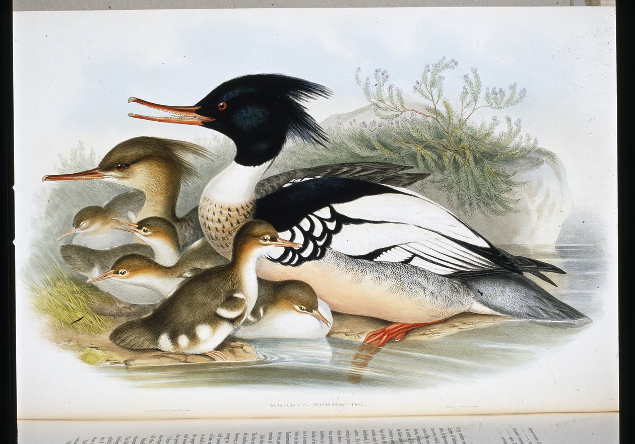 Nurogęś czerwonopierśny (Mergus Serrator) (lito ręcznie kolorowane) autorstwa John (after) Gould
