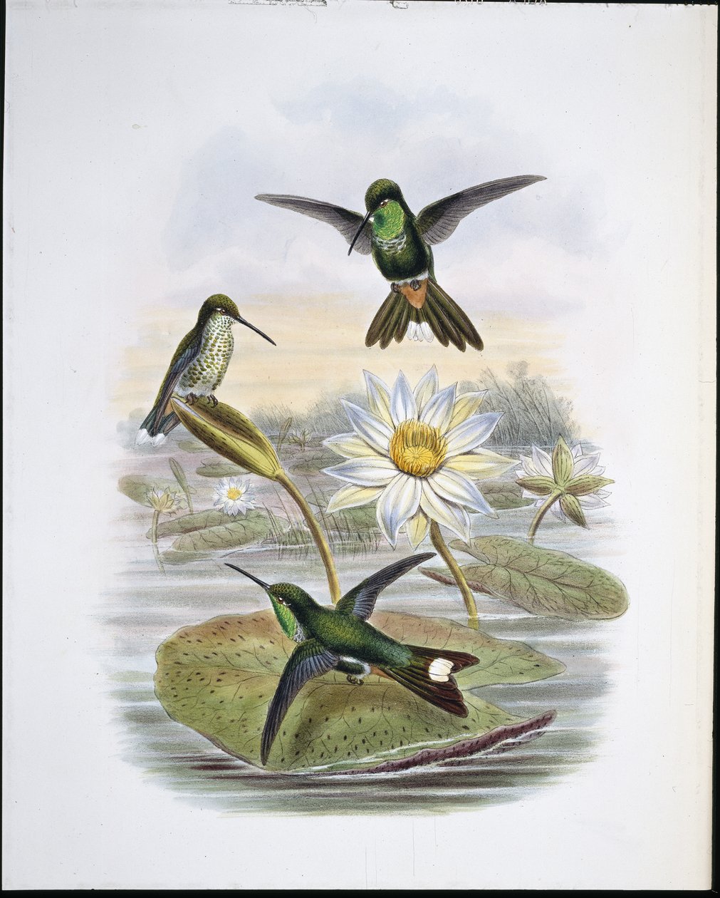 Czerwona wentylowana biała końcówka (ręcznie kolorowana lito) autorstwa John (after) Gould