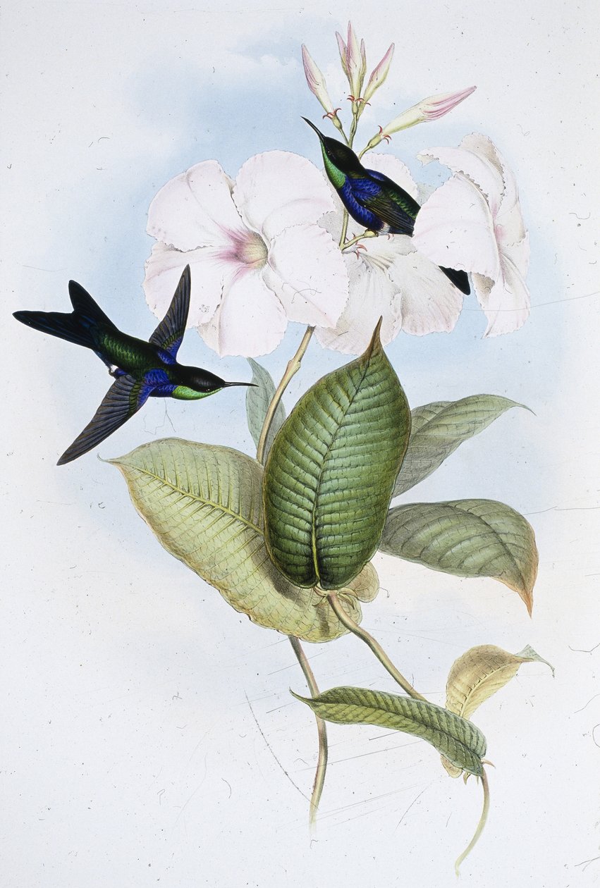 Refulent Panoplites (Thalurania Refulgens) (ręcznie barwiony lito) autorstwa John (after) Gould