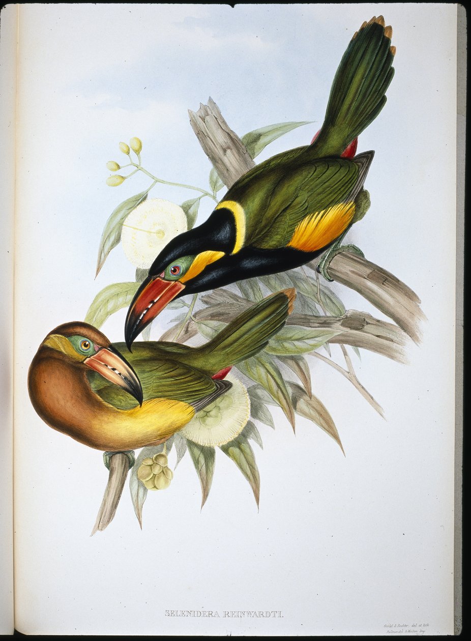 Tukan Reinhardta (Selenidera Reinwardtii) (ręcznie barwiony lito) autorstwa John (after) Gould