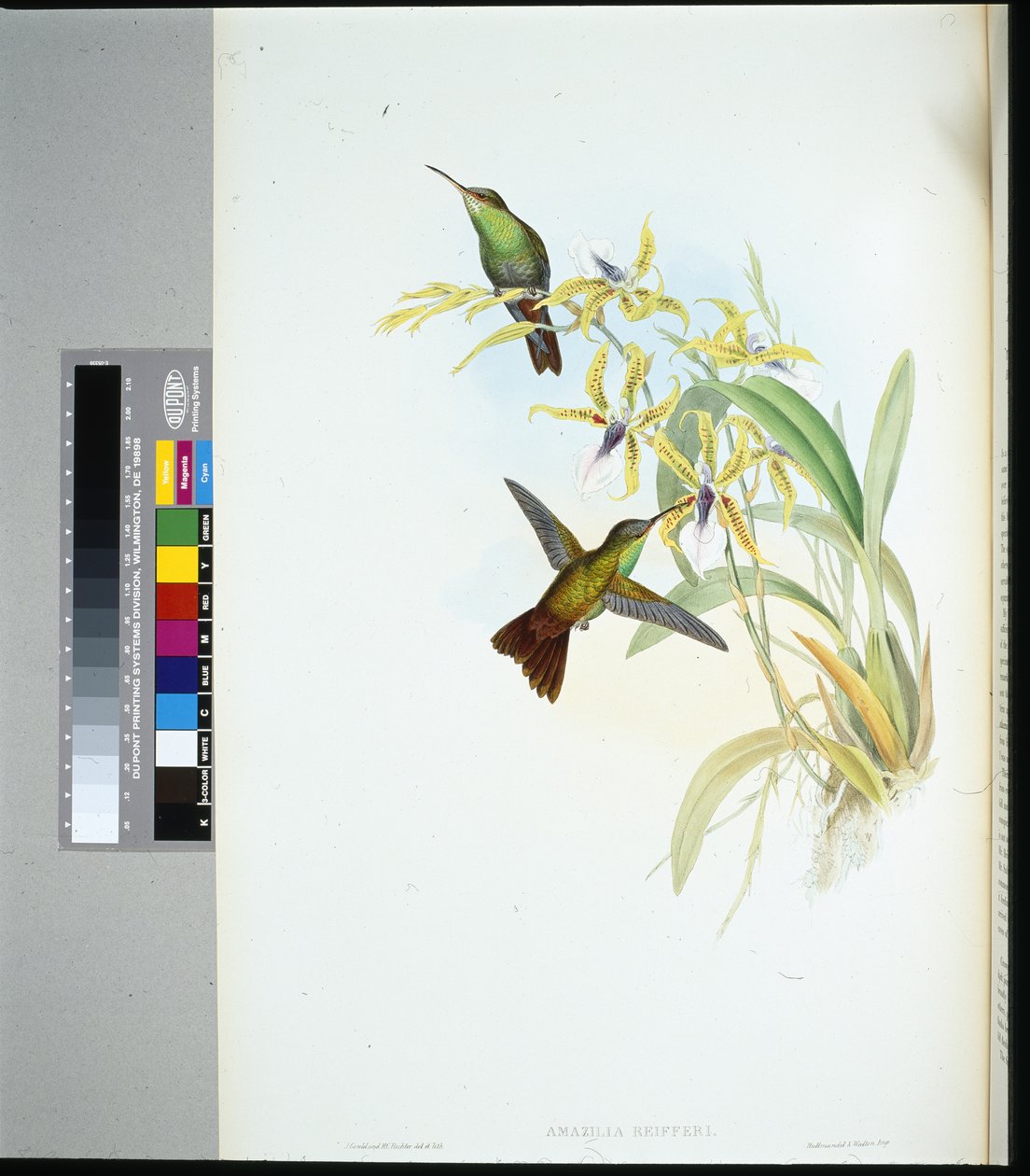 Amazili Rieggera (amazilia Riefferi) (ręcznie kolorowana litho) autorstwa John (after) Gould