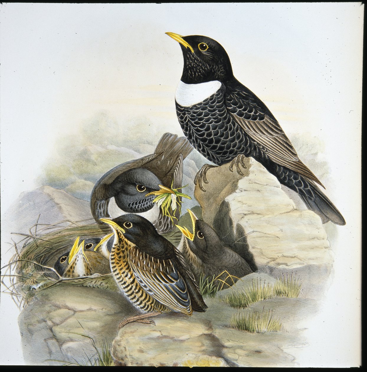 Ring Ouzel (Mer Ulatorquata) (ręcznie kolorowana lito) autorstwa John (after) Gould