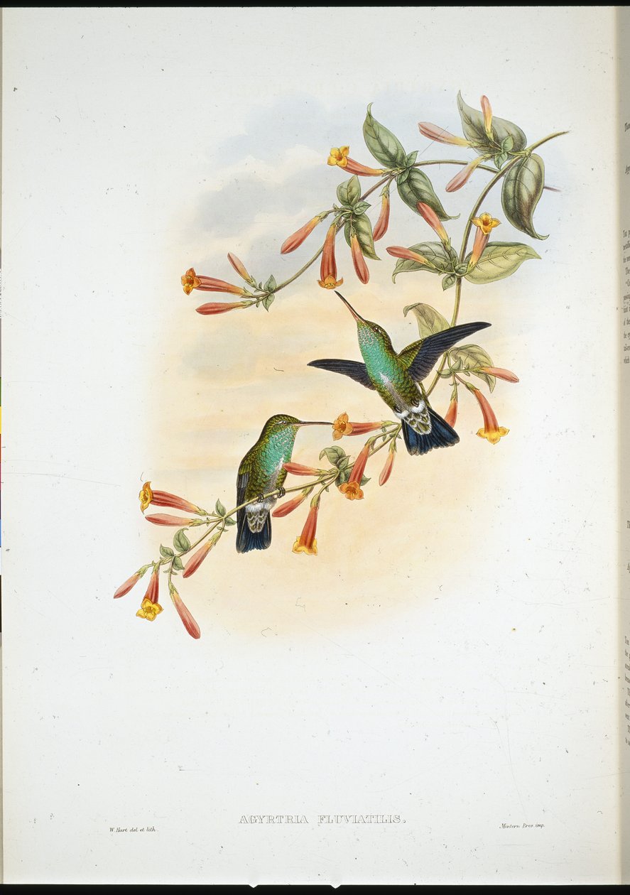 Riverine Emerald (Agyrtria Fluviatilis) (lito ręcznie kolorowane) autorstwa John (after) Gould