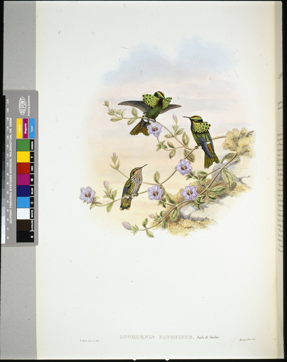 Roraima Coquette (lophornis pavoninus) (lito ręcznie kolorowane) autorstwa John (after) Gould