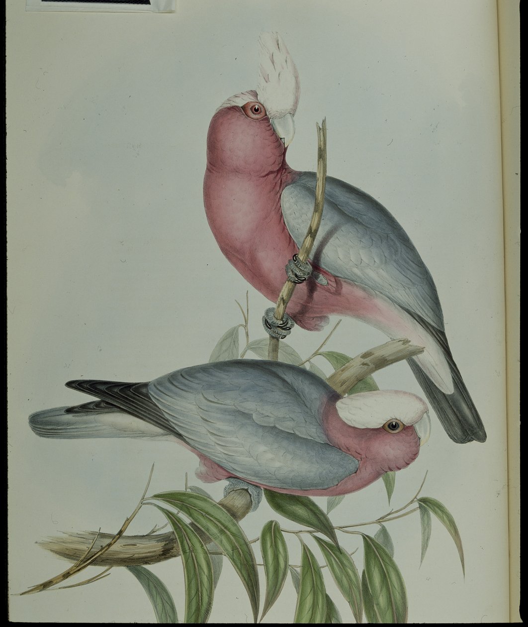 Kakadu różany (Cacatua Eos) (ręcznie barwiony litho) autorstwa John (after) Gould