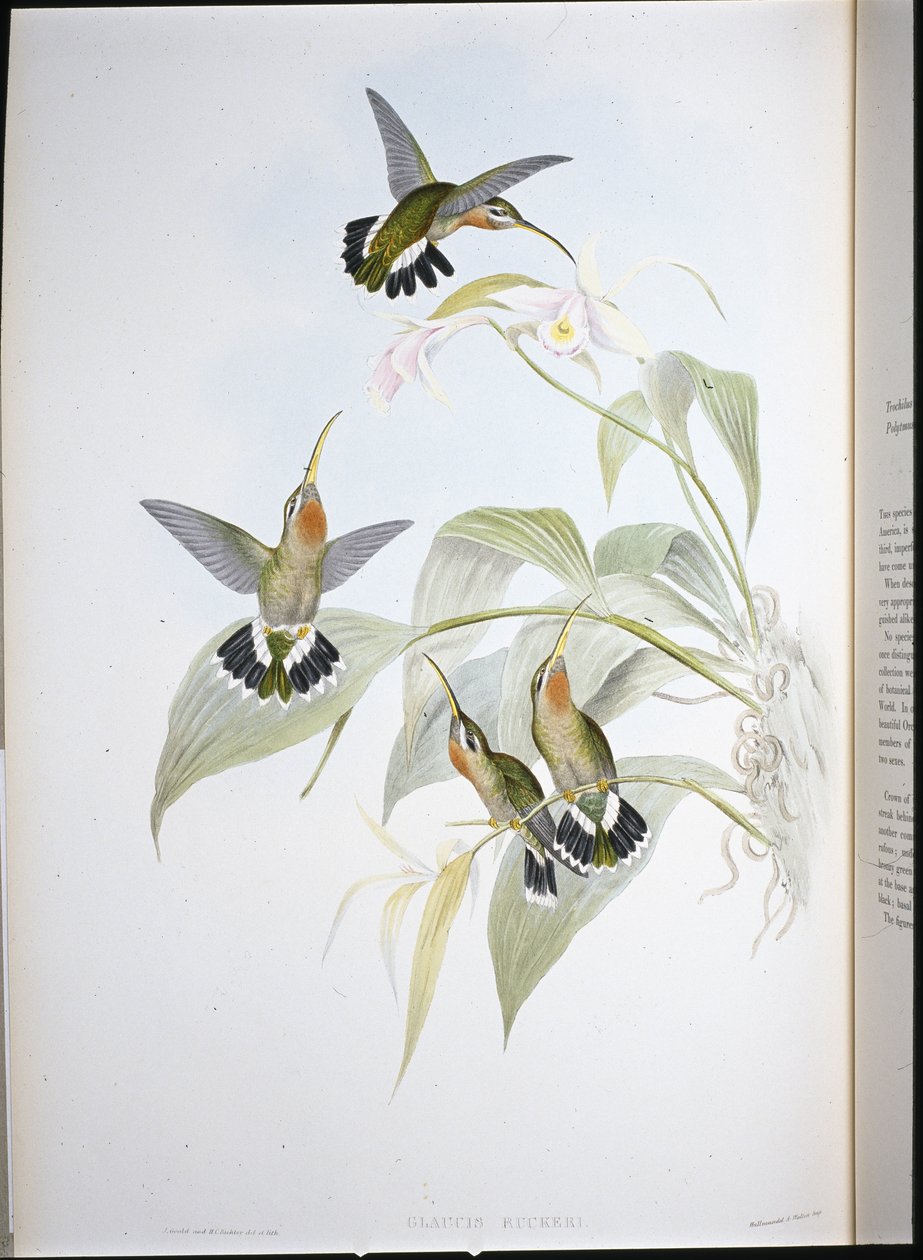 Pustelnik Ruckera (Glaucis Ruckeri) (ręcznie barwiony lito) autorstwa John (after) Gould