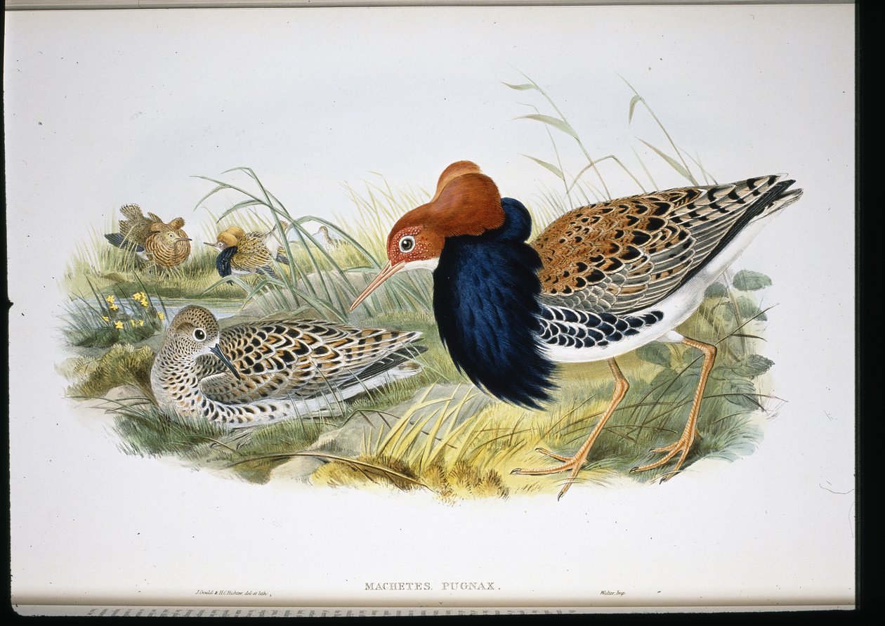 Ruff (ręcznie barwione kończyny) autorstwa John (after) Gould