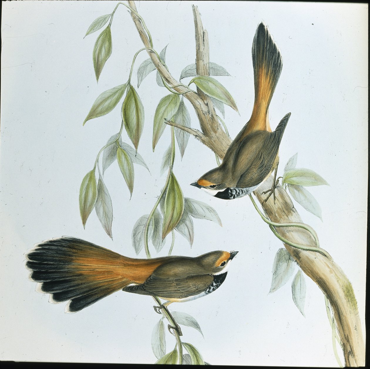 Rhipidura Rufifrons (Rhipidura Rufifrons) (ręcznie barwiony litho) autorstwa John (after) Gould
