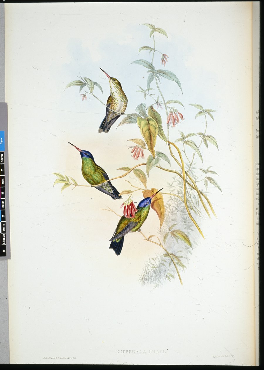 Ryży nosiciel ognia (selasphorus rufus) (ręcznie barwiony lito) autorstwa John (after) Gould