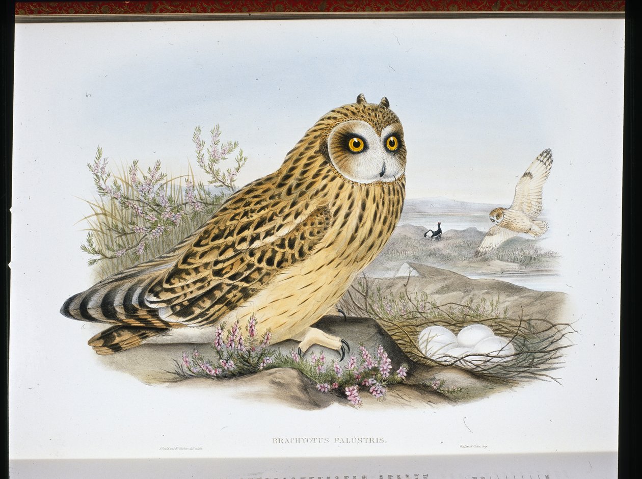 SOWA KRÓTKOUSZA (Brachyotus Palustris) (ręcznie kolorowana lito) autorstwa John (after) Gould