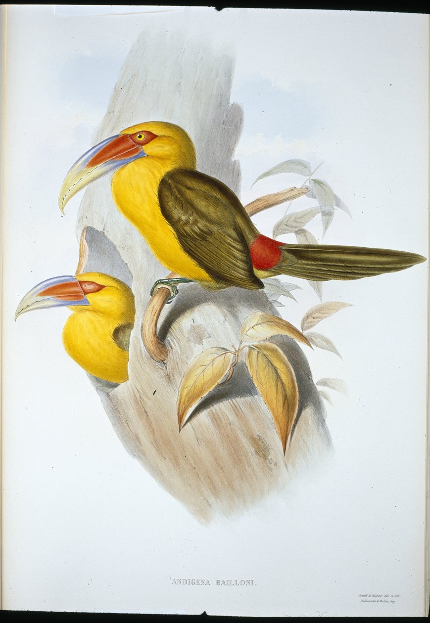 Tukan górski w kolorze szafranu (Andigena Bailloni) (lito ręcznie kolorowane) autorstwa John (after) Gould